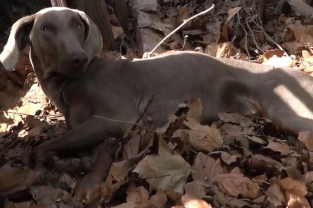 Penny, a Doberman, lays in leaves.