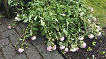 A large cluster of drooping pink peony flowers with green leaves on a wet stone path.
