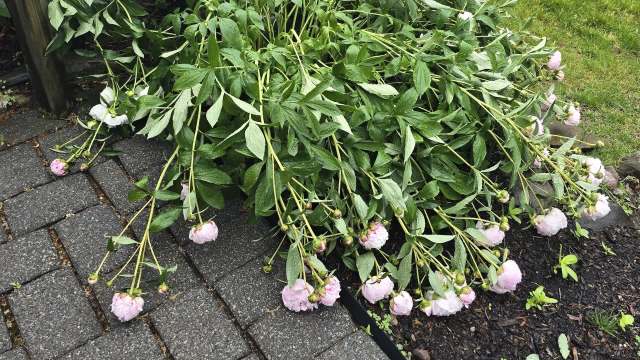 A large cluster of drooping pink peony flowers with green leaves on a wet stone path.