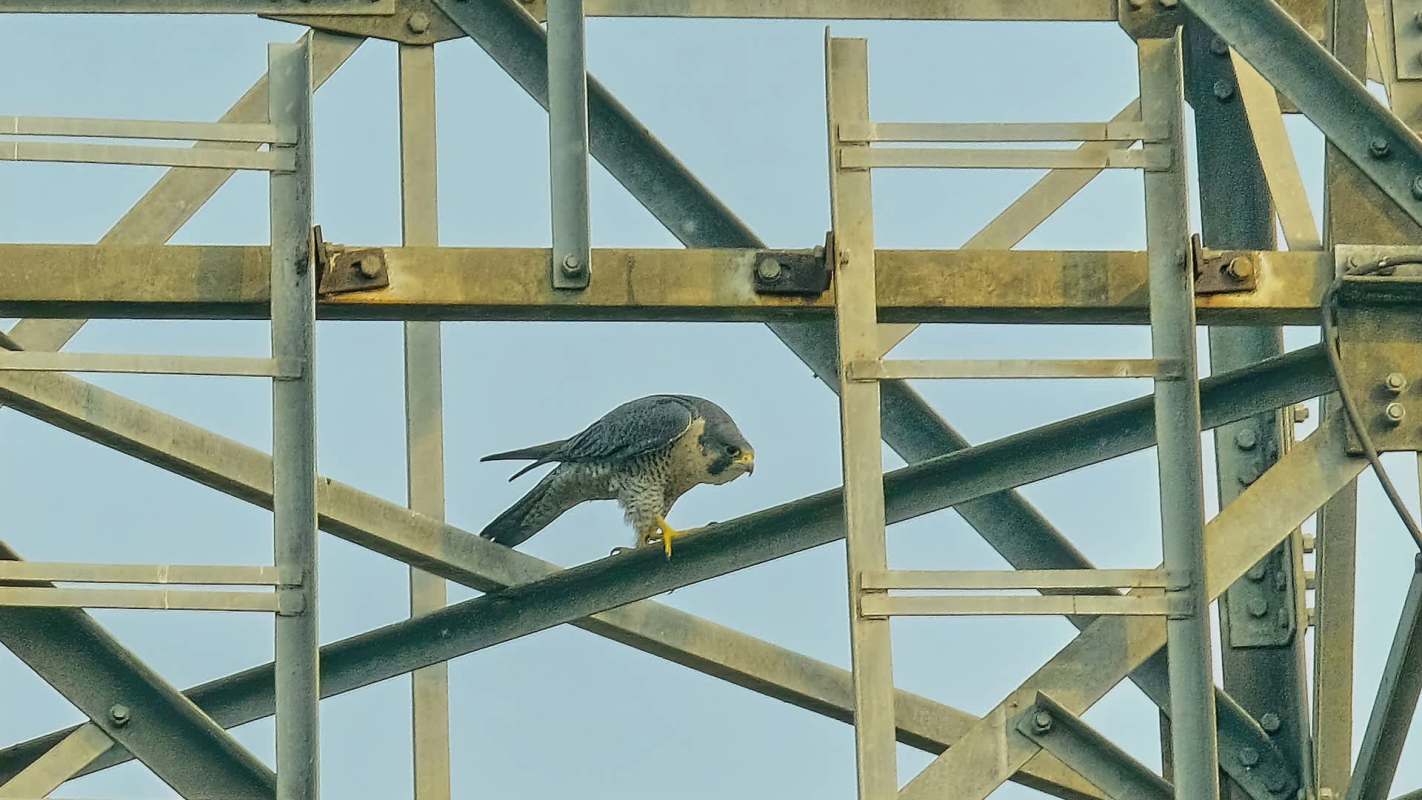 A peregrine falcon perched on a metal structure against a blue sky.
