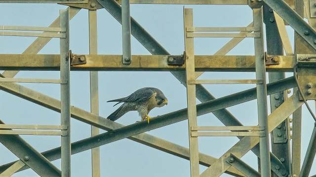 A peregrine falcon perched on a metal structure against a blue sky.