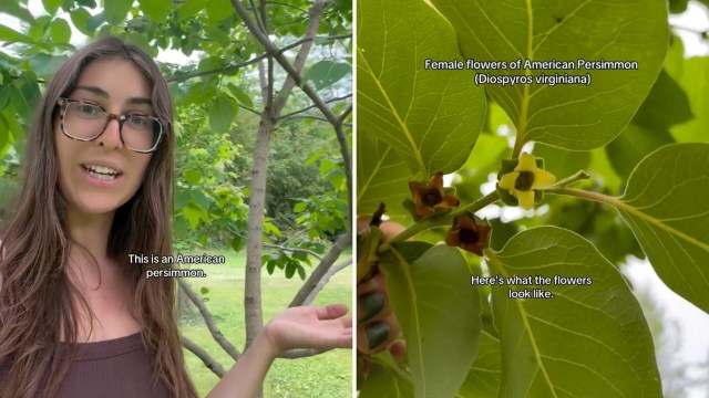 A person explains the American persimmon tree, showcasing its female flowers among green leaves.