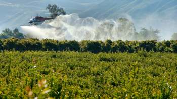 A helicopter sprays pesticide over a lush green vineyard surrounded by rolling hills.