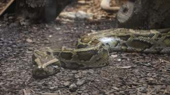 A large snake with patterned scales resting on a bed of wood chips in an enclosure.