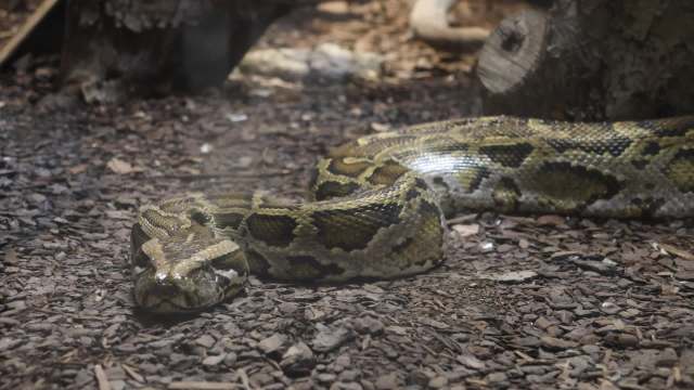 A large snake with patterned scales resting on a bed of wood chips in an enclosure.