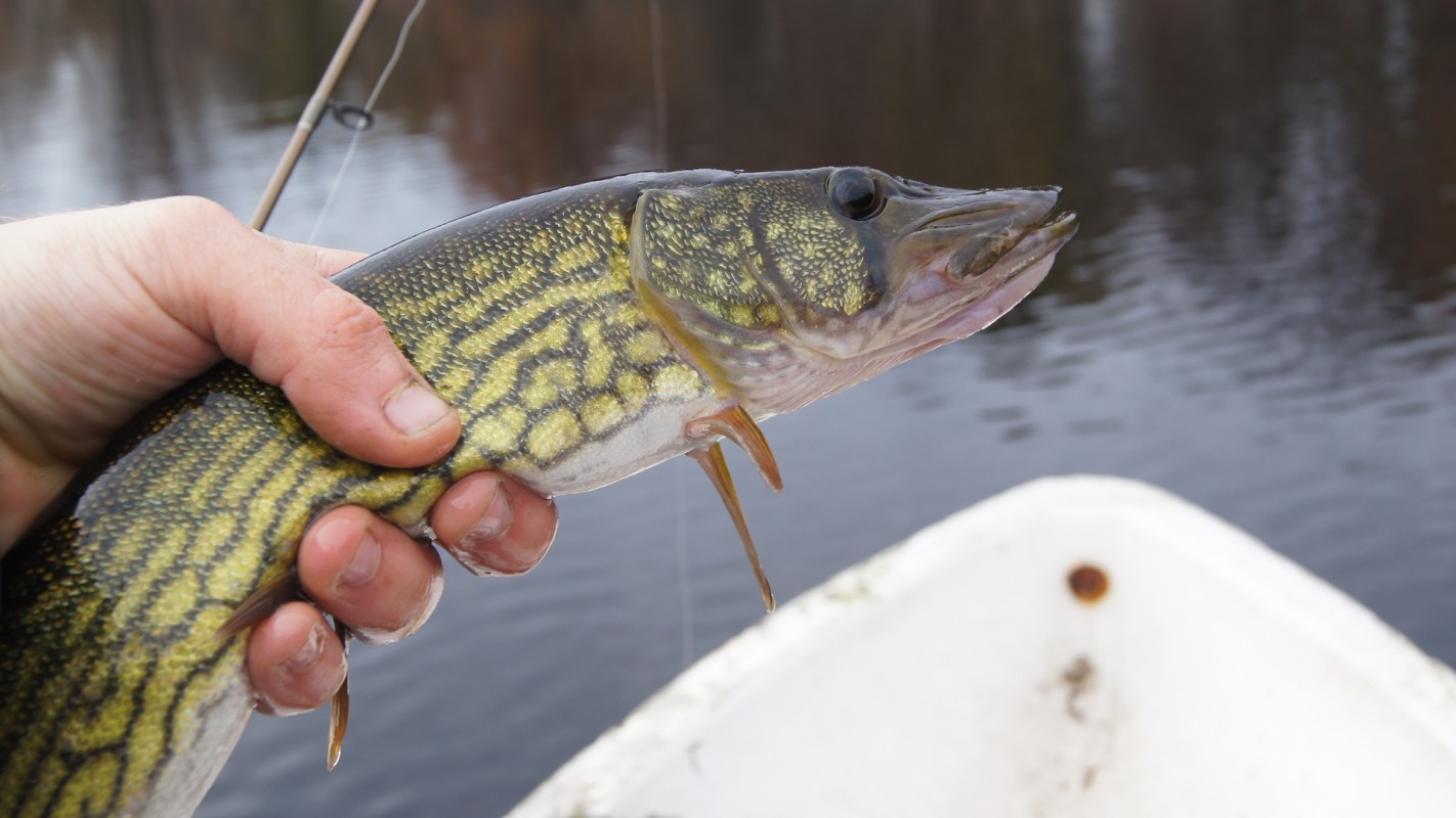 A person holding a large, spotted pike fish above a calm body of water.