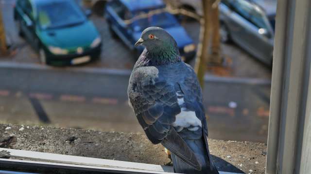 A pigeon perches on a windowsill, overlooking a street filled with parked cars.