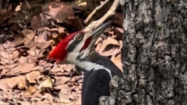 A pileated woodpecker perched beside a tree, showcasing its striking red crest and black plumage.