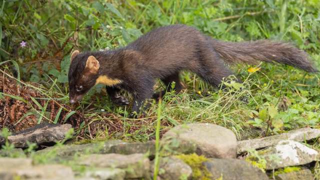 A small mammal with dark fur and a yellow patch on its neck, foraging in grassy vegetation near stones.