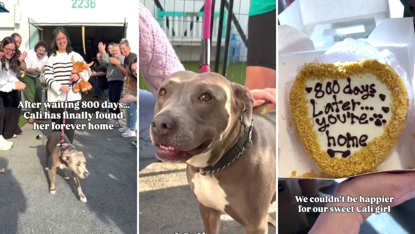 Cali the dog joyfully leaves a shelter with her new owner after 800 days of waiting, celebrated by a cheering crowd.