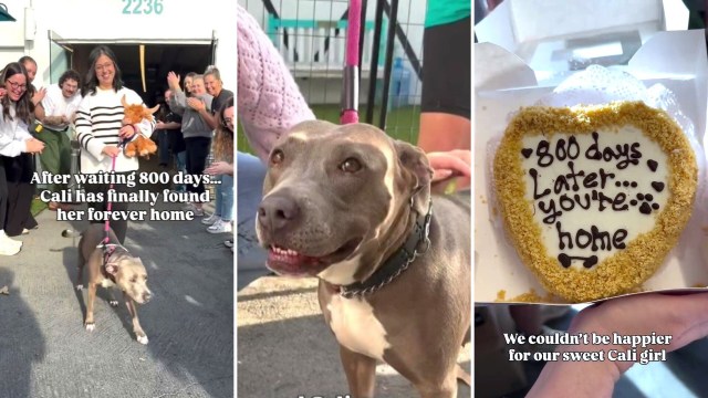 Cali the dog joyfully leaves a shelter with her new owner after 800 days of waiting, celebrated by a cheering crowd.