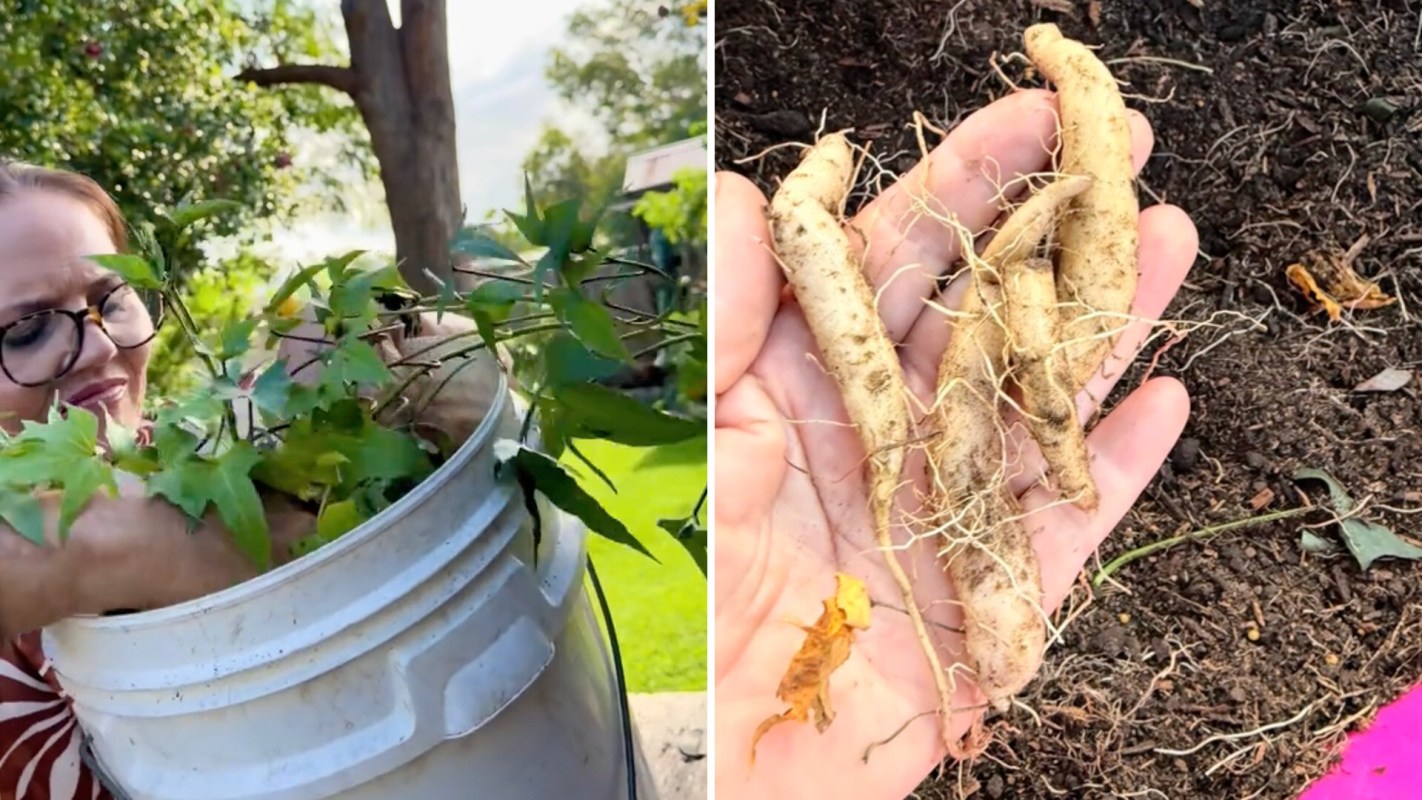 A woman is harvesting leafy plants from a bucket while holding freshly dug roots in her hand.