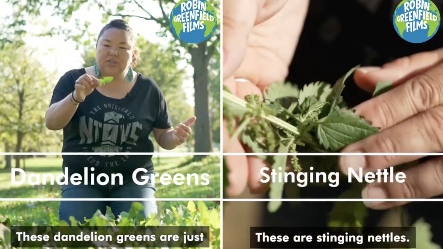 A person demonstrates dandelion greens and stinging nettle in a park, highlighting their characteristics.