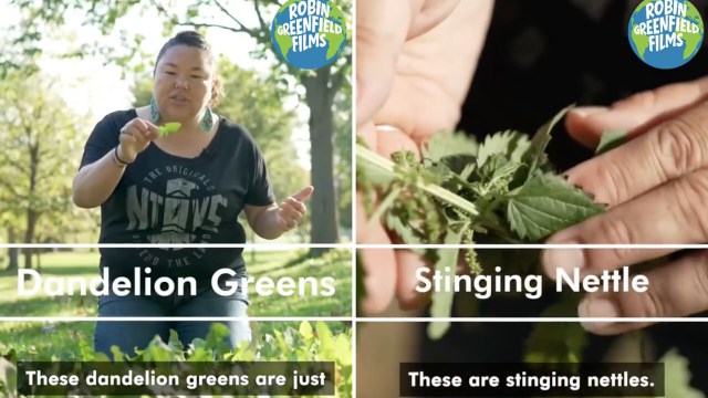 A person demonstrates dandelion greens and stinging nettle in a park, highlighting their characteristics.