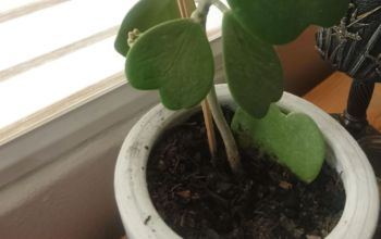 A close-up of a potted plant featuring large green leaves and soil, with a wooden support stick visible.