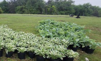 A row of potted hosta plants is arranged on a grassy field with trees in the background.