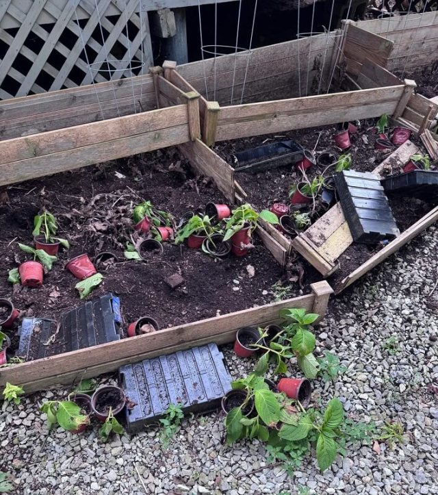 A row of wooden garden beds broken with scattered pots and soil, positioned next to a gravel path and a trailer.