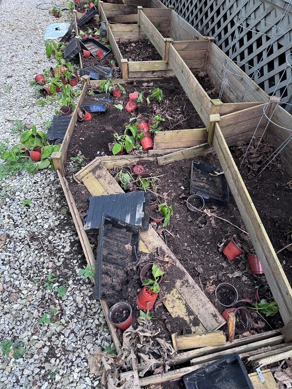 A row of wooden garden beds broken with scattered pots and soil, positioned next to a gravel path and a trailer.