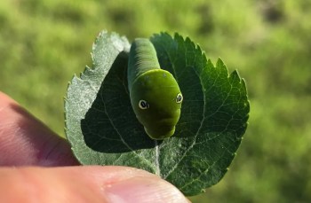 A close-up of a green caterpillar resting on a leaf, held between fingers against a blurred green background.