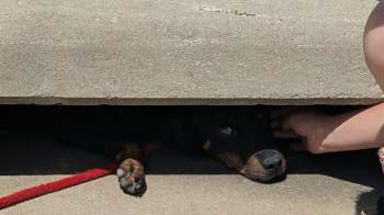 A dog lies partially under a concrete slab, with a person's hand reaching to pet it.