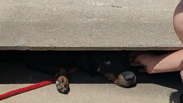 A dog lies partially under a concrete slab, with a person’s hand reaching to pet it.