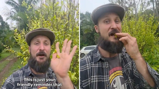 A man in a plaid shirt gestures with his hand while eating a pomegranate leaf, surrounded by green foliage.