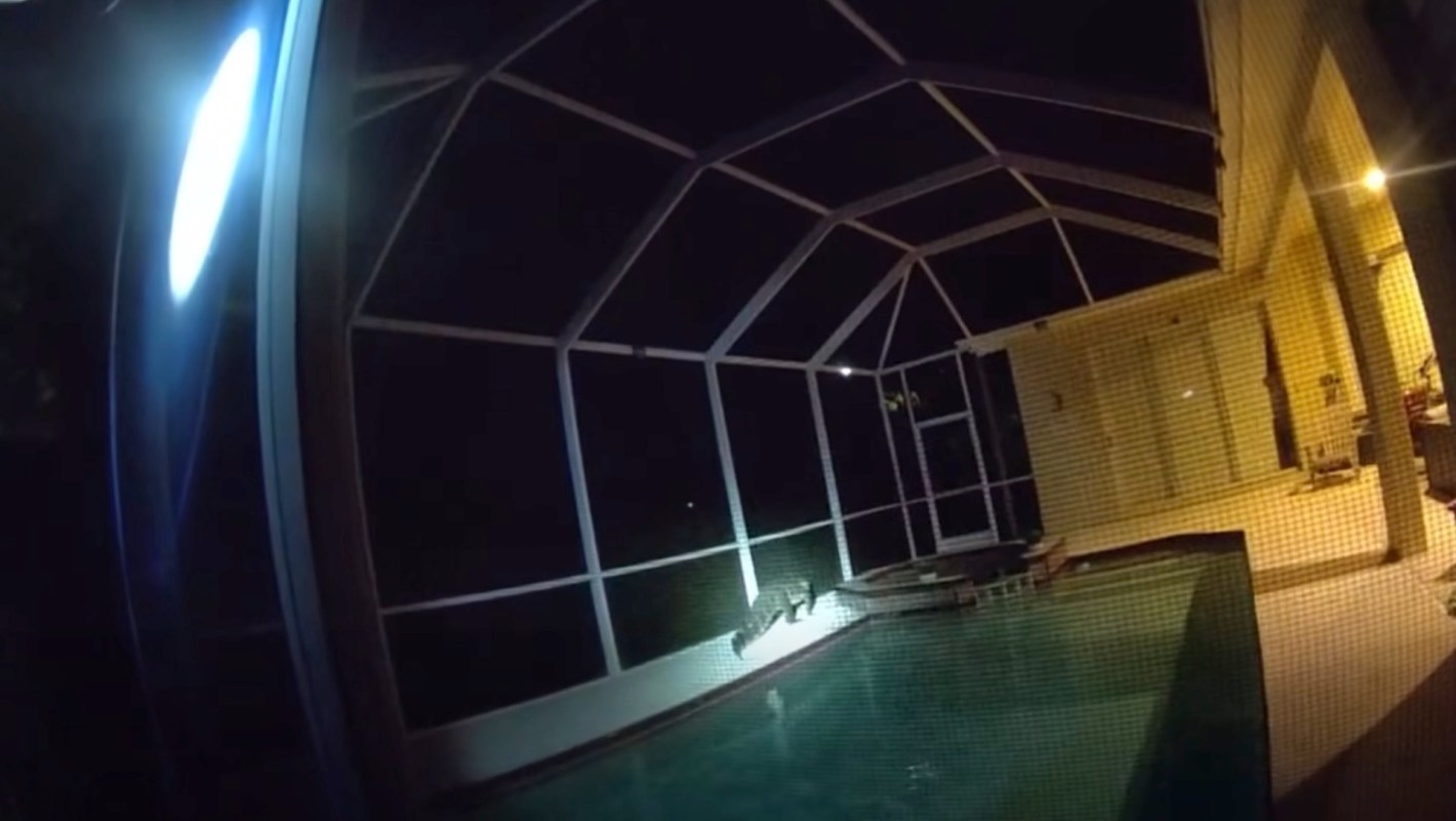 A dimly lit pool area at night with an alligator by the edge of the water inside a screened enclosure.