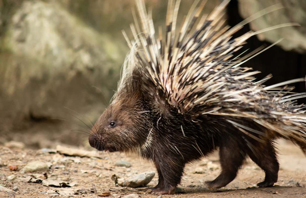 A porcupine with quills walking on the ground amidst a natural setting.