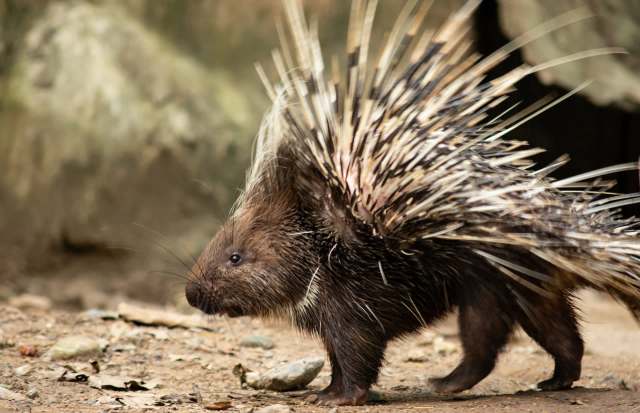 A porcupine with quills walking on the ground amidst a natural setting.
