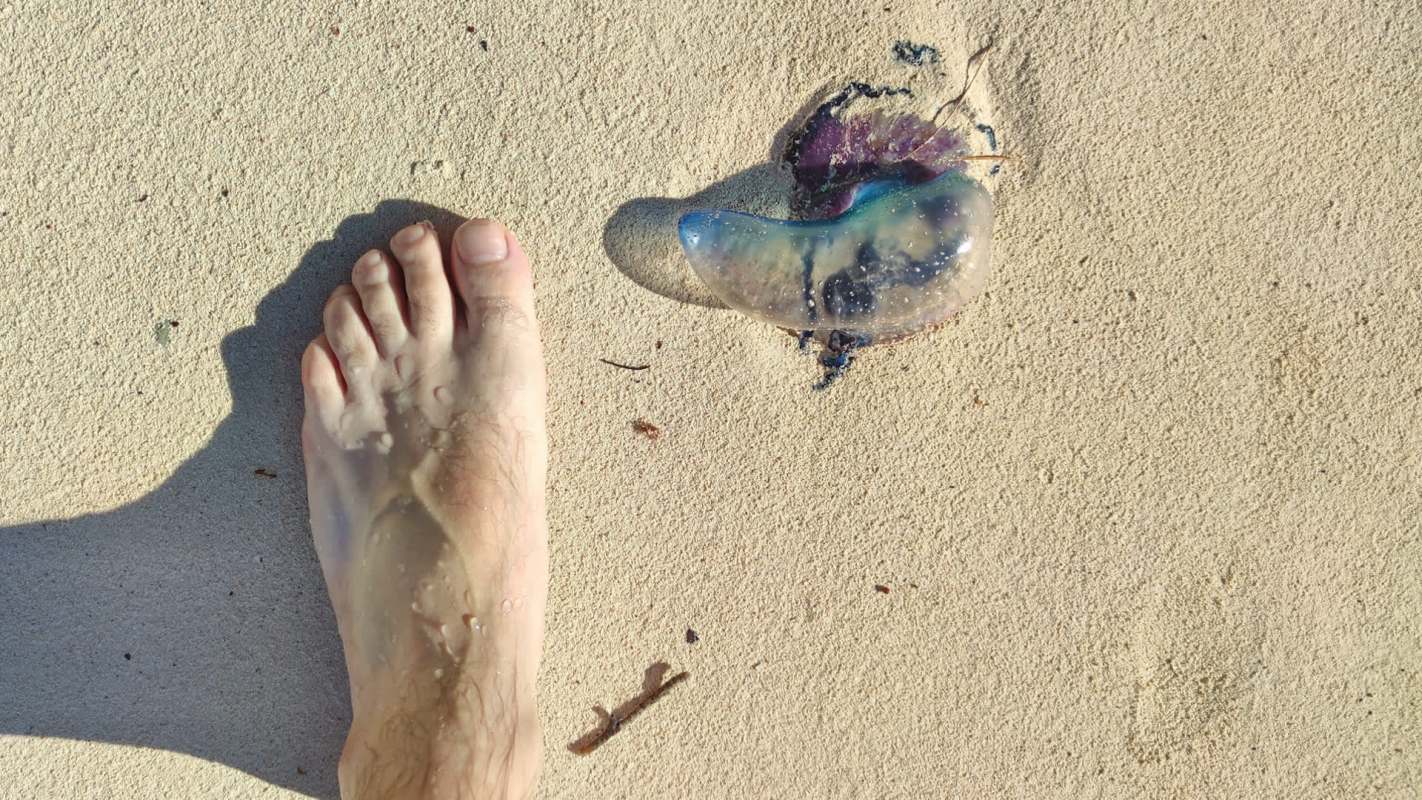 A foot stands next to a Portuguese man o' war on sandy beach terrain.
