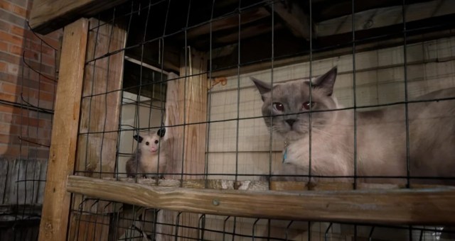A cat and an opossum sitting peacefully behind some wire fencing.