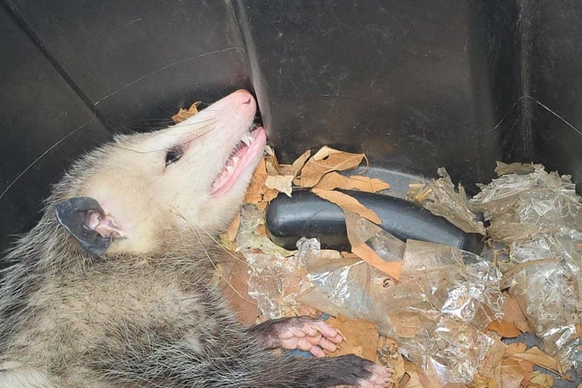 An opossum rests on a bed of leaves and debris in a dark trash can.