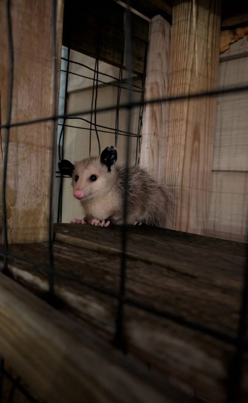 A close-up of the opossum in the catio.
