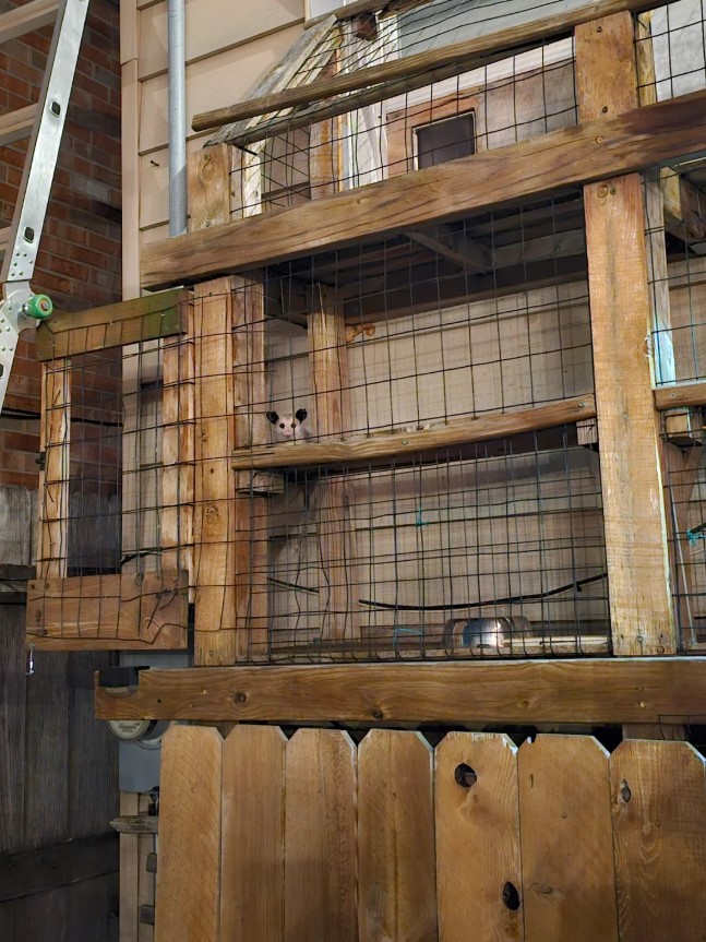 Another look at the opossum in the catio from a distance.
