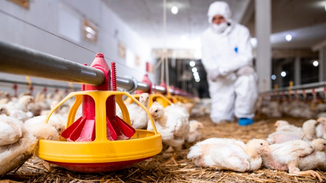 A farm worker in protective gear tends to chicks near a feed dispenser in an indoor poultry house.