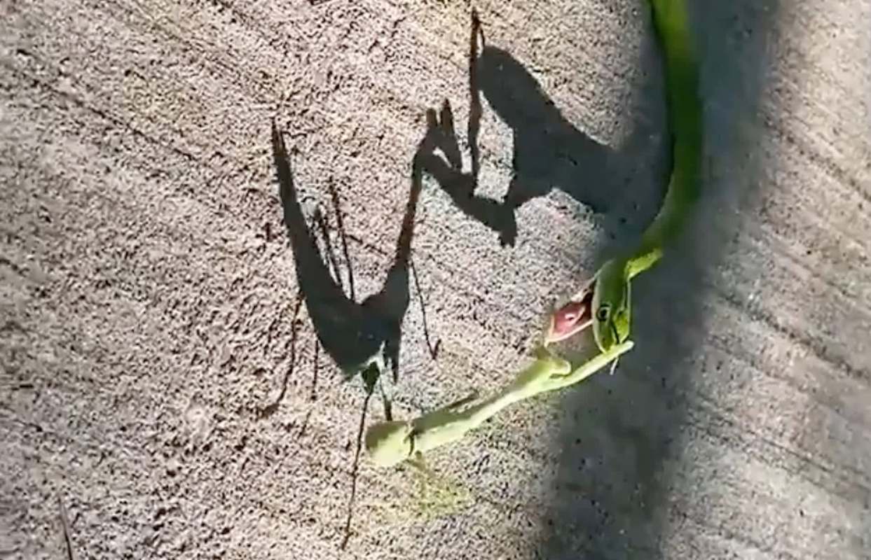 A praying mantis holds a green snake's mouth open, with their shadows creating an intricate pattern.