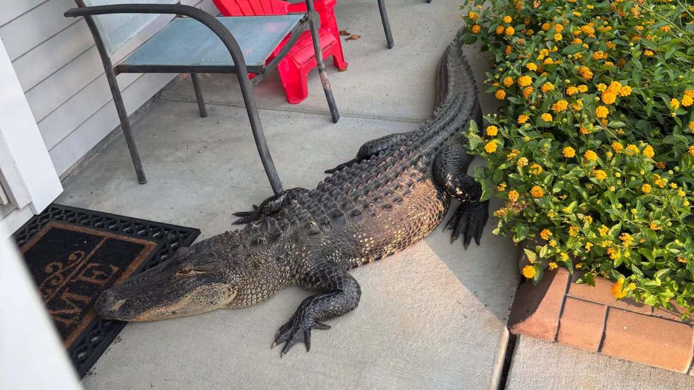 An alligator rests on a concrete porch next to vibrant yellow flowers and red lawn chairs.