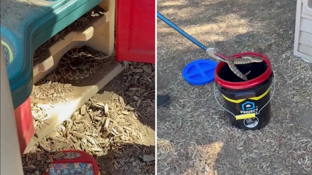 A snake in a playhouse and someone putting a snake in a bucket.
