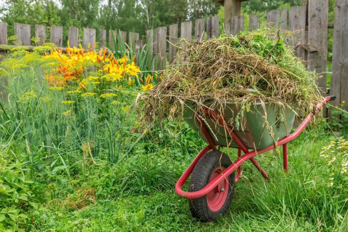 A wheelbarrow filled with garden waste sits in a lush garden with colorful flowers and green foliage.