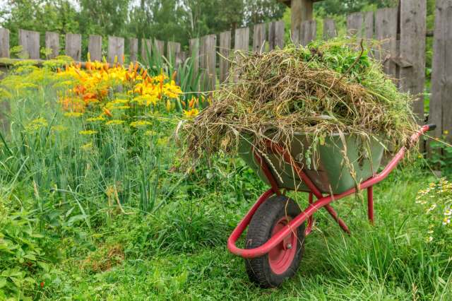 A wheelbarrow filled with garden waste sits in a lush garden with colorful flowers and green foliage.