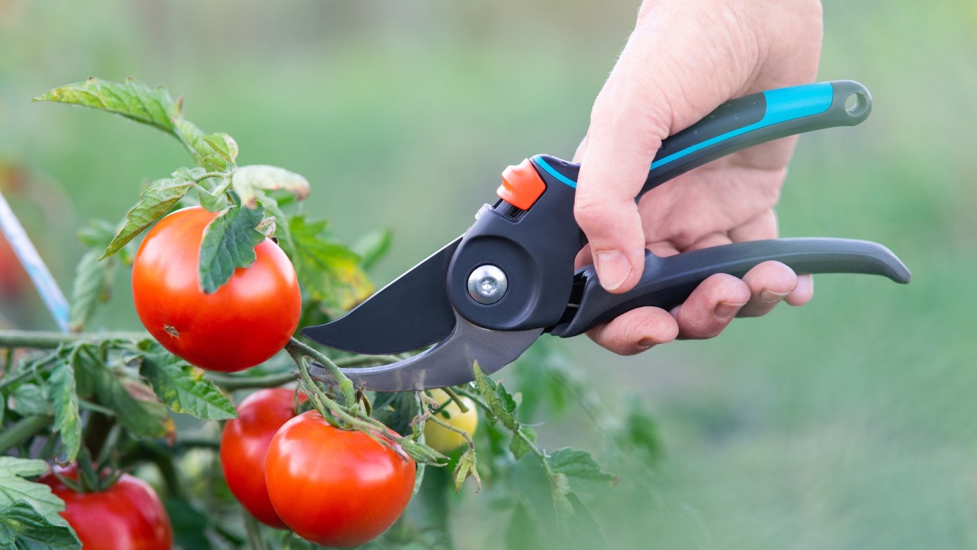 A hand using pruning shears to harvest ripe tomatoes from a green plant in a garden.