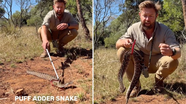 A man crouches in a grassy area, handling a puff adder snake with a stick while demonstrating its features.