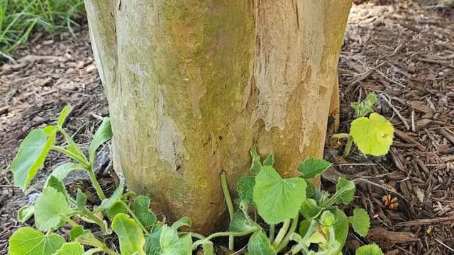 The base of a tree trunk surrounded by green seedlings and mulch.