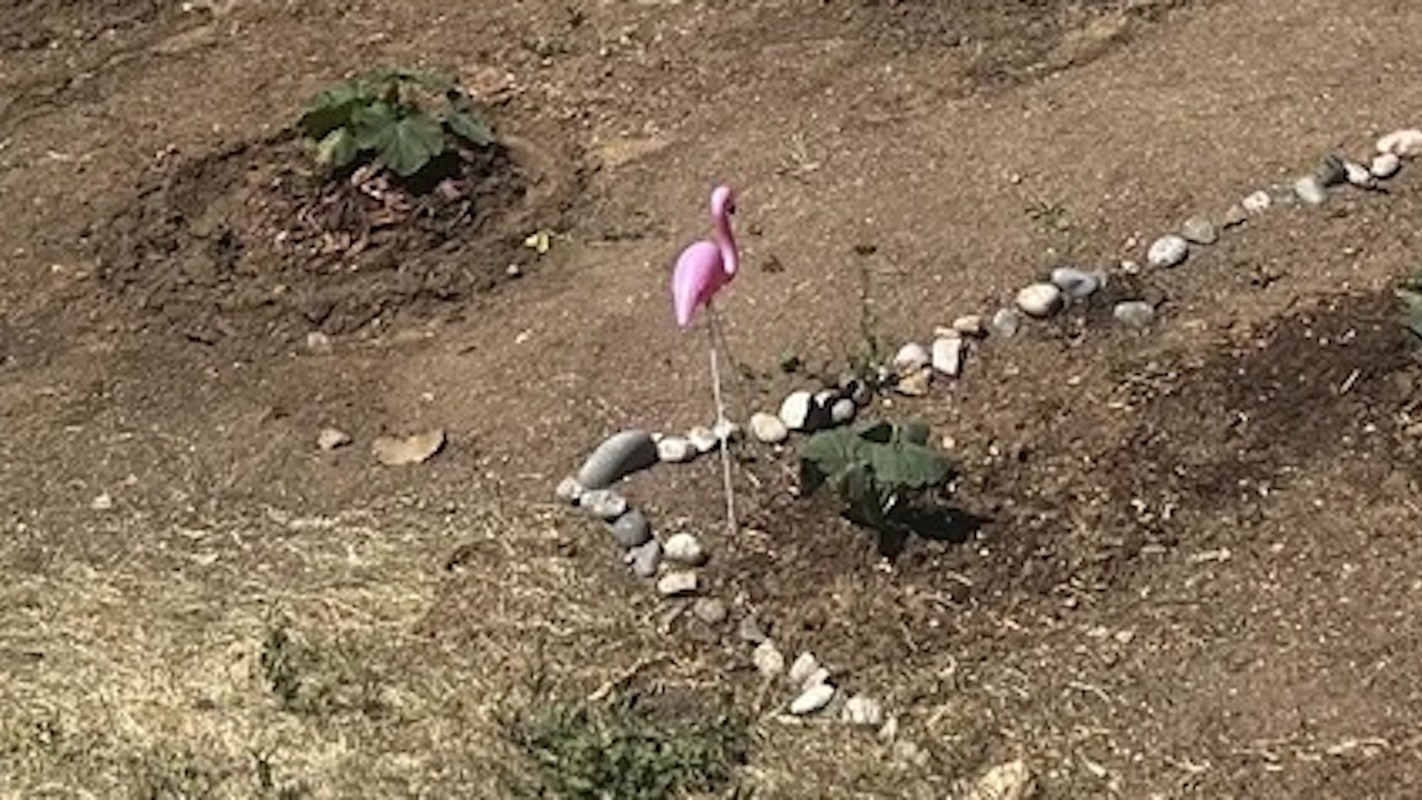 A pink flamingo yard decoration stands beside a small plant outlined by stones in a garden plot.