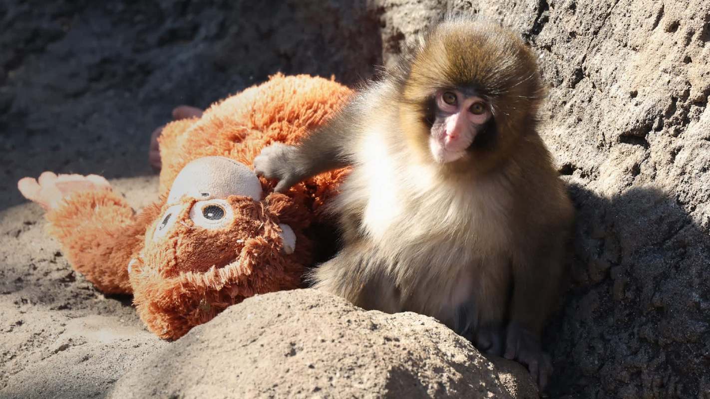 Punch the macaque with his plush orangutan.