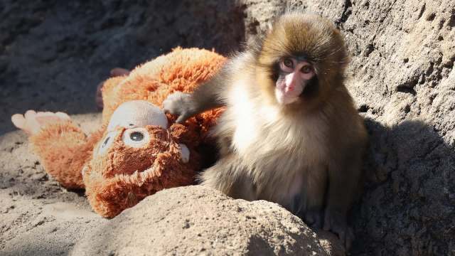 Punch the macaque with his plush orangutan.