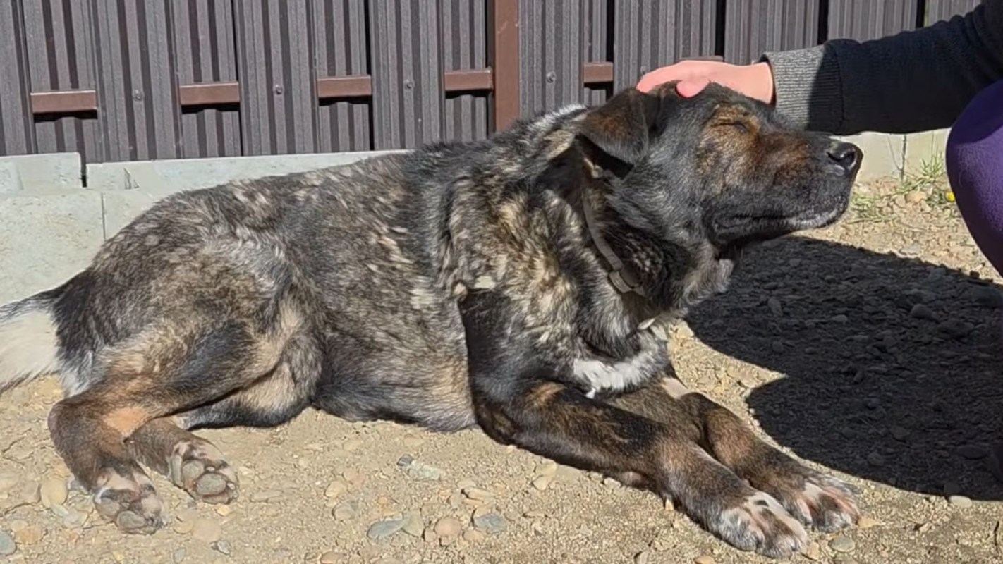 A dog lying on the ground while a person pets his head.