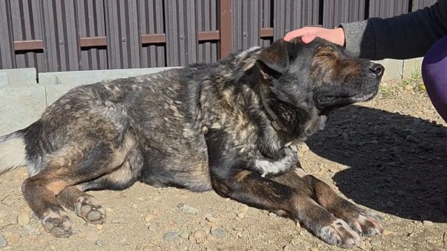 A dog lying on the ground while a person pets his head.