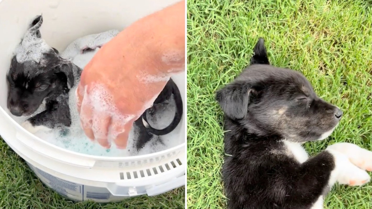 A person washes a black puppy in the left frame, while the puppy sleeps on grass on the right.
