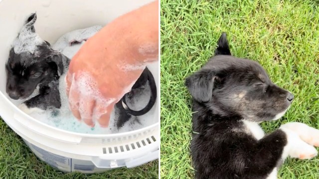 A person washes a black puppy in the left frame, while the puppy sleeps on grass on the right.